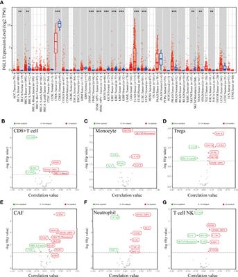 Immune Checkpoint FGL1 Expression of Circulating Tumor Cells Is Associated With Poor Survival in Curatively Resected Hepatocellular Carcinoma